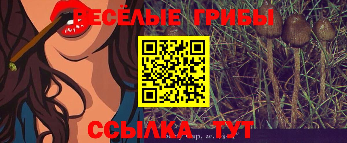 Галлюциногенные грибы Cubensis Вязьма